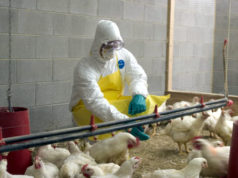 Cómo proteger a los trabajadores contra la gripe aviar