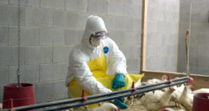 Cómo proteger a los trabajadores contra la gripe aviar