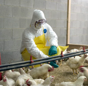 Cómo proteger a los trabajadores contra la gripe aviar