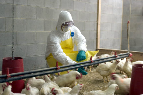 Cómo proteger a los trabajadores contra la gripe aviar