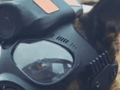 K9 Cámaras corporales para perros policía
